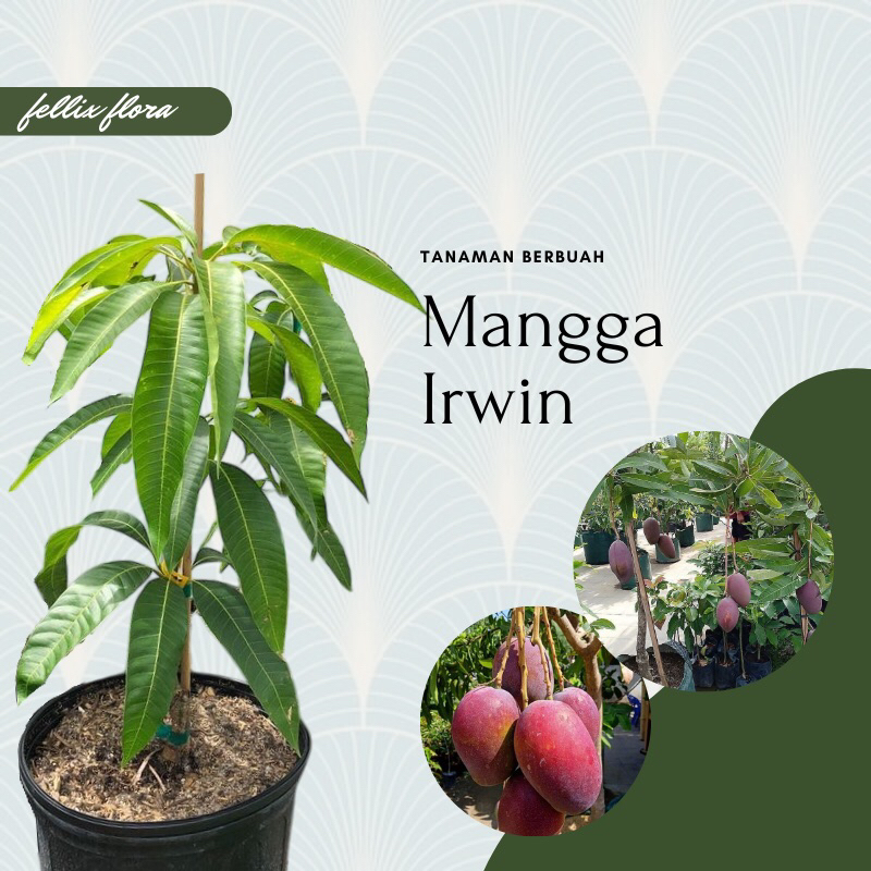Bibit Tanaman Buah Mangga Irwin - mangga ungu - Tabulampot Okulasi