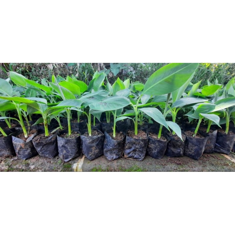 Bibit kultur jaringan Pisang Cavendish G9 Grand Nain