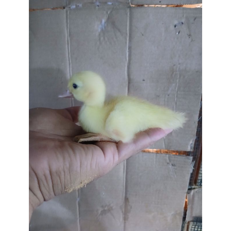 ENTOK / ANAK ENTOG / BEBEK ENTOK / PEKING/ KUYUK ENTOK