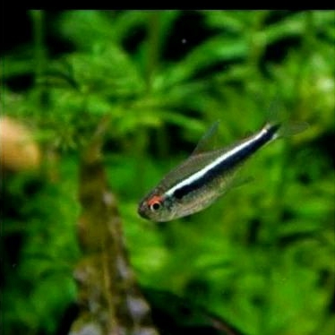 

NEON BLACK UKURAN 3 -4 CM_KADO AQUARIUM