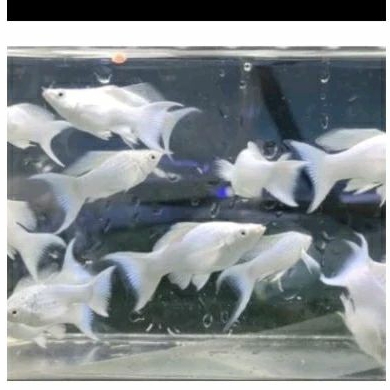 

MOLLY PLATINUM CAWANG UKURAN M_KADO AQUARIUM