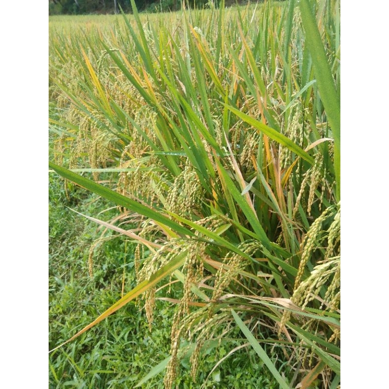 

benih padi beras putih untuk dilahan kering atau di ladang