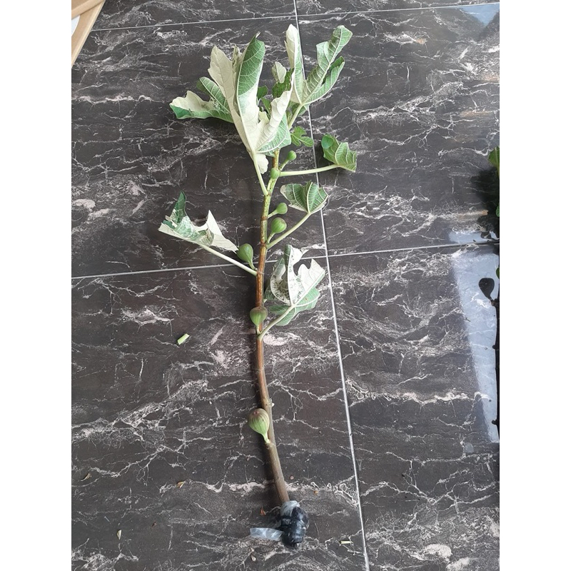 fresh cangkok buah tin premium jenis JTV asli