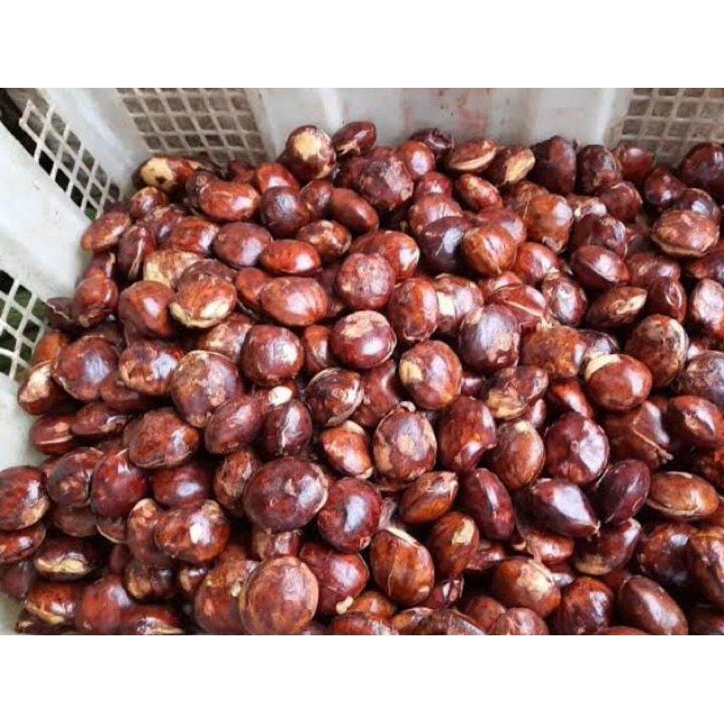 

VABELLA - Jengkol kupas dan non kupas 1 kg