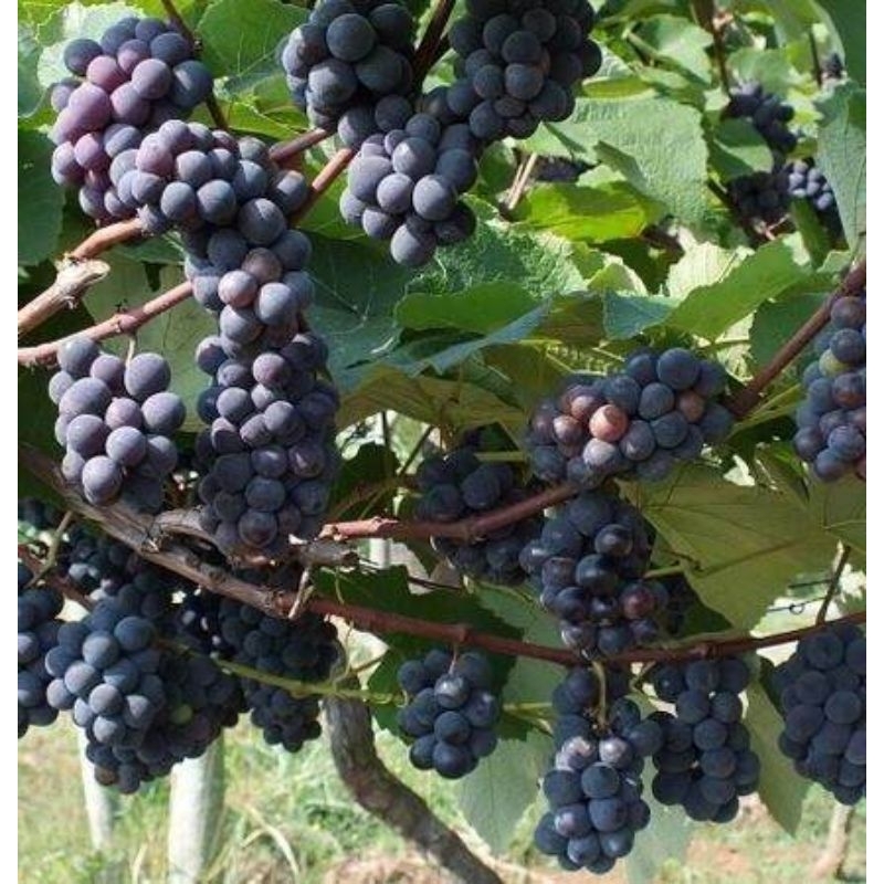 Bibit anggur isabela(bisa berbuah lebat)