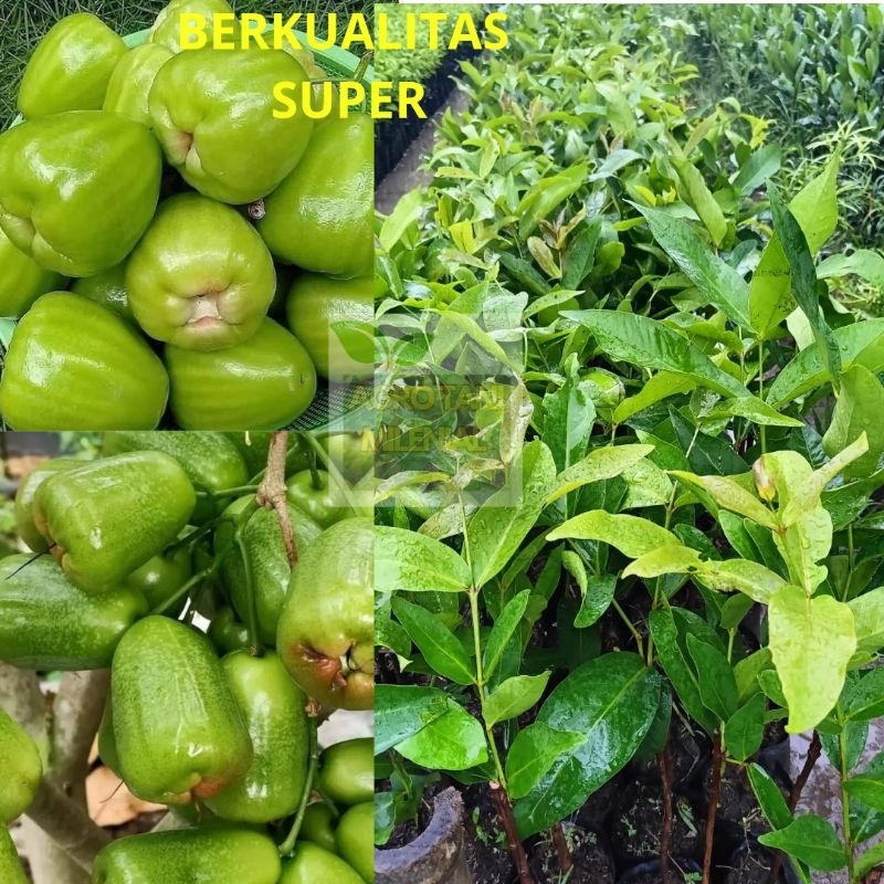 

PROMO JAMBU AIR KLOJOK BERKUALITAS UNGGUL