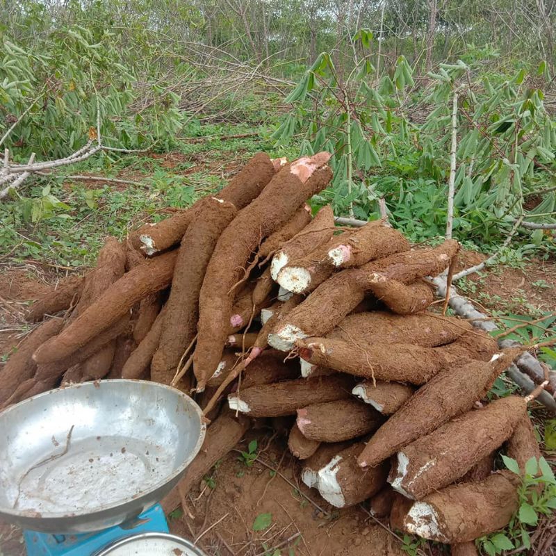 

1Kg Singkong mentah bahan Keripik/Opak