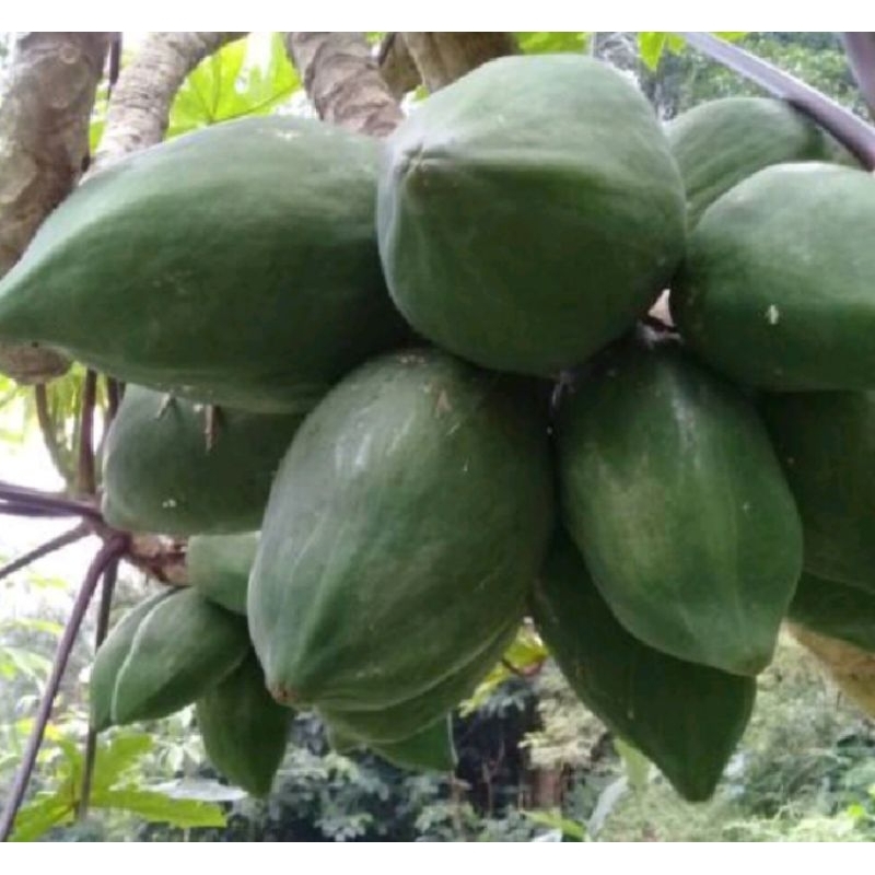 

buah pepaya mentah segar per biji murah
