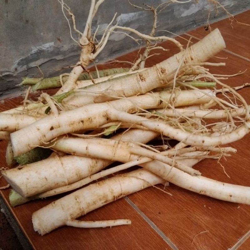 

1kg akar pepaya jantan