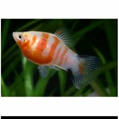 

HIASAN AQUARIUM - PLATY ZEBRA UKURAN 3 -4 CM