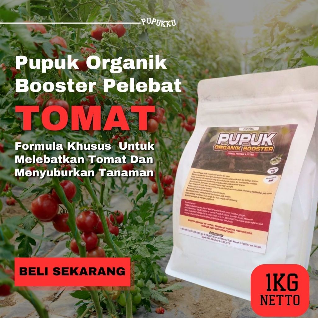 Pupuk tanaman Tomat agar cepat berbuah lebat Pupuk Tomat awal tanam pupuk granul Tomat booster