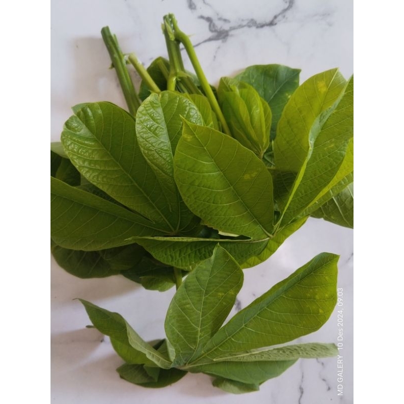 

daun singkong muda pilihan