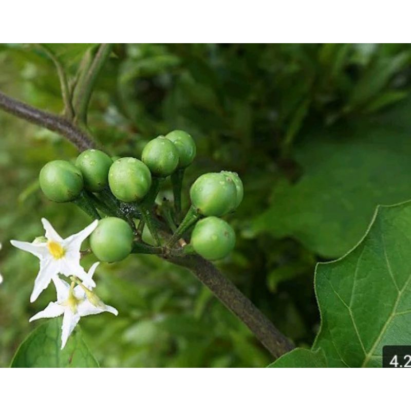 

buah takokak per 250gram