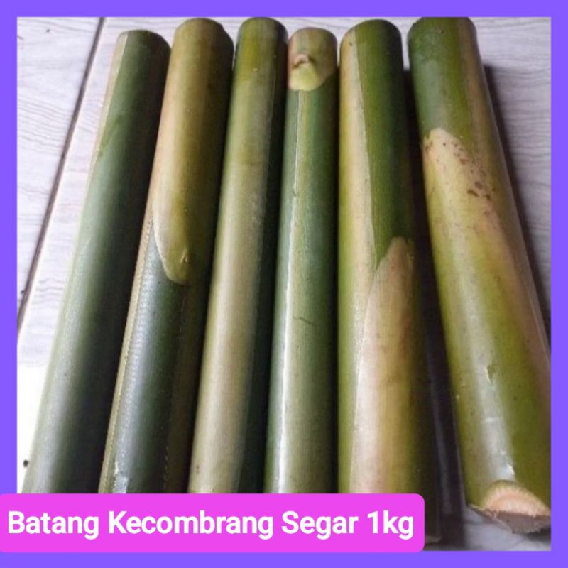 

Batang Kecombrang Muda Fresh 1kg