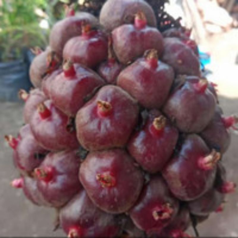 

buah honje merah/honje laka
