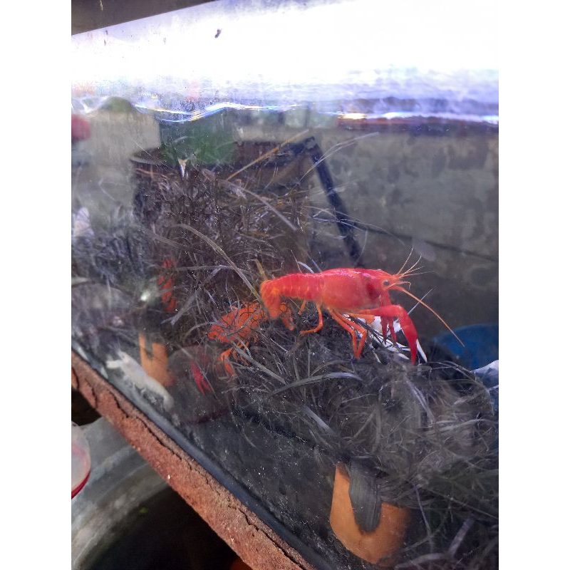 lobster hias air tawar - merah - putih