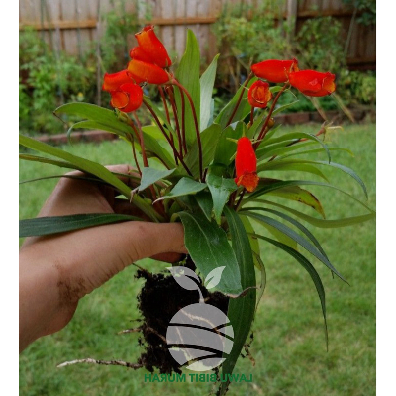 lawu bibit - Tanaman Hias Kantong Semar (Gloxinia Sylvatica)