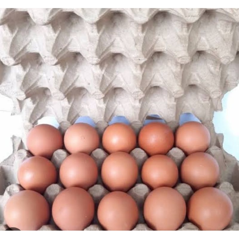 

Telur Ayam Negeri 1 Kg isi 15 Butir