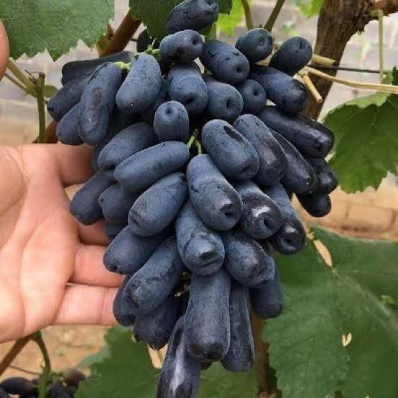 

Bibit tanaman anggur import mondrop hasil grafting