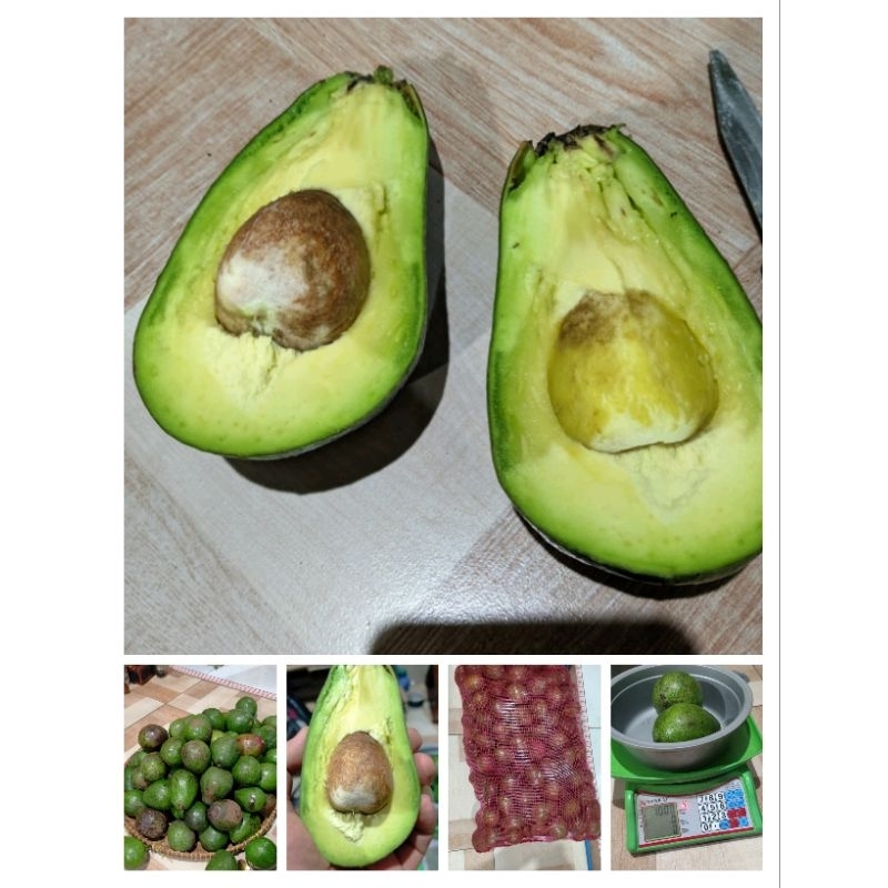 

alpukat mentega mengkel