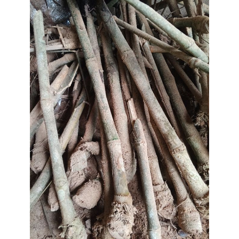 Bibit bambu petung (AWI bokol/bambu Gombong)