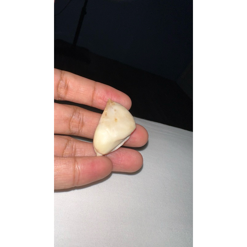 mustika ikan laut asli