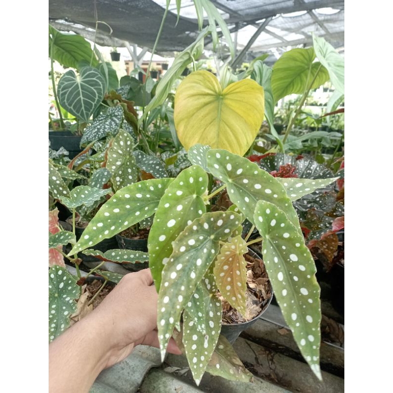 Tanaman Hias Begonia Polkadot Tanaman Begonia Polkadot