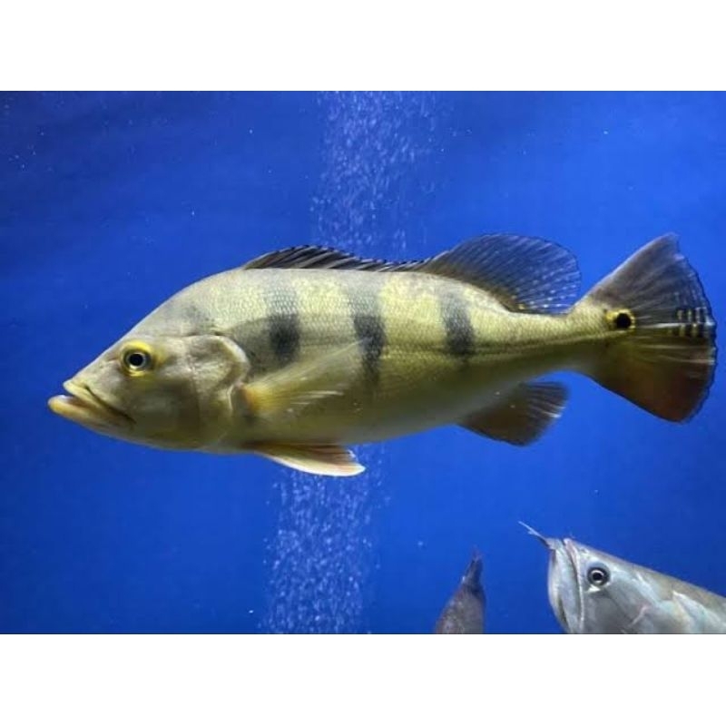 Pbass Orinoco Size 5-6cm Good Marking Realpict Pbass Azul Pbass pinima Pbass mono Pbass Kelbery