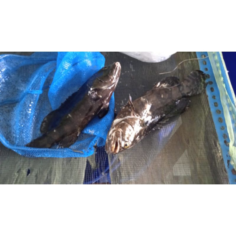 ikan kerapu macan, cantang hidup