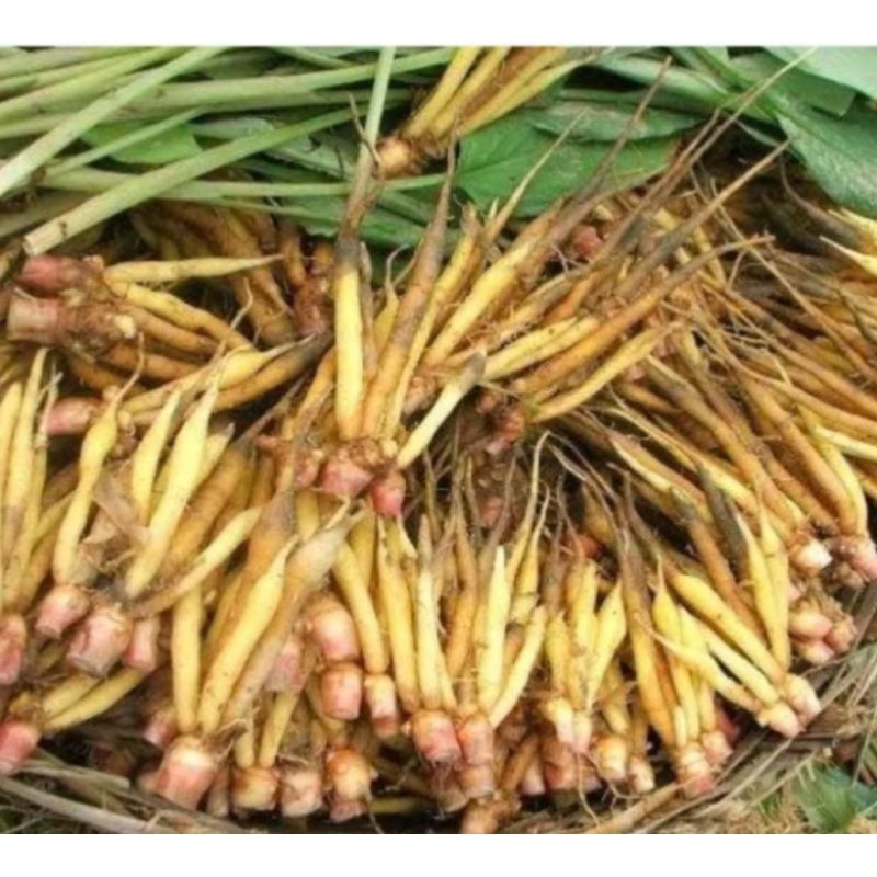 

TEMU KUNCI FRESH 1KG