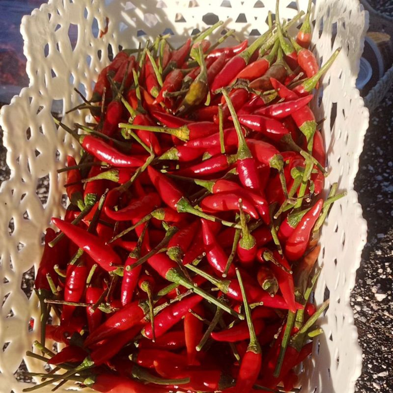 

cabe rawit setan 1/2kg