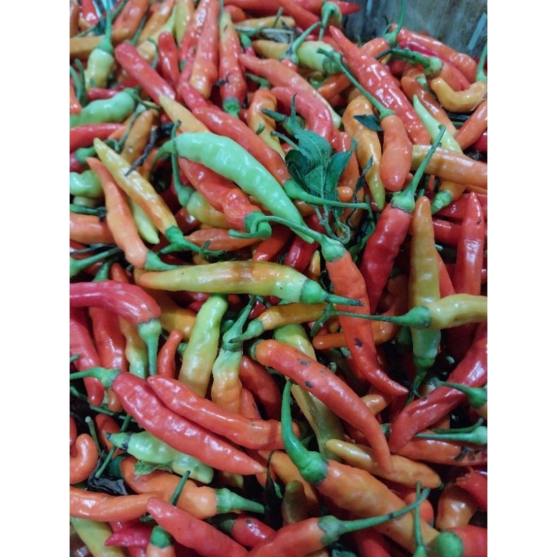 

Cabe rawit merah/cabe rawit merah segar250g
