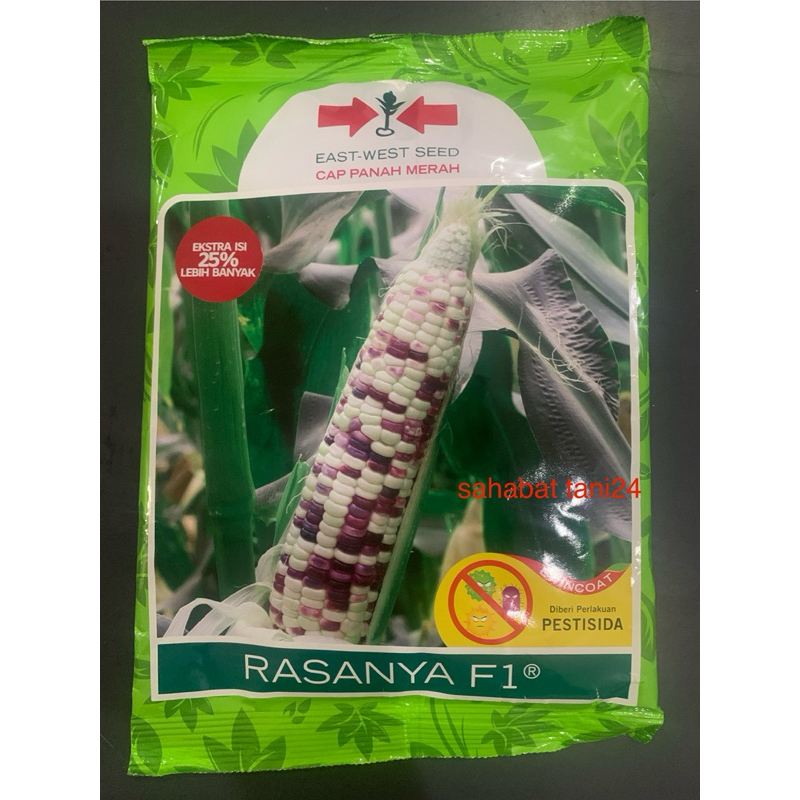 Benih jagung RASANYA F1 1800 butir jagung putih merah pulut manis dari panah merah