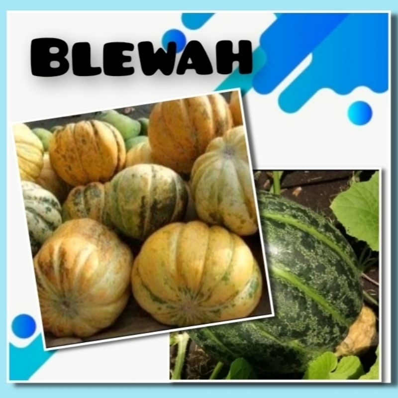 Benih Blewah Unggul F1 Blaster Bibit Tanaman Buah Blewah