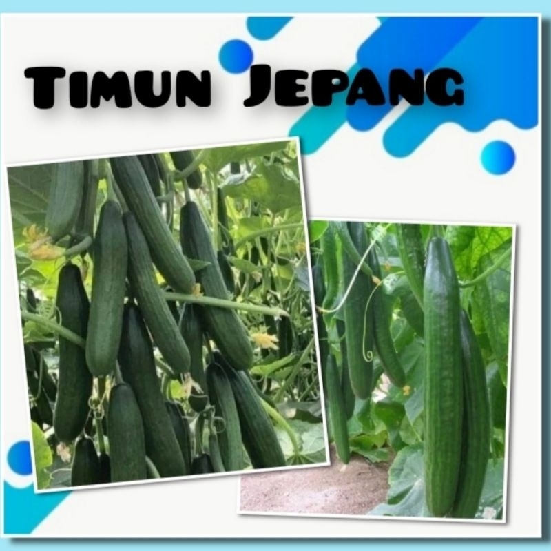 Benih Timun Jepang Ronaldo F1 Hibrida Bibit Sayuran Mentimun Jepang