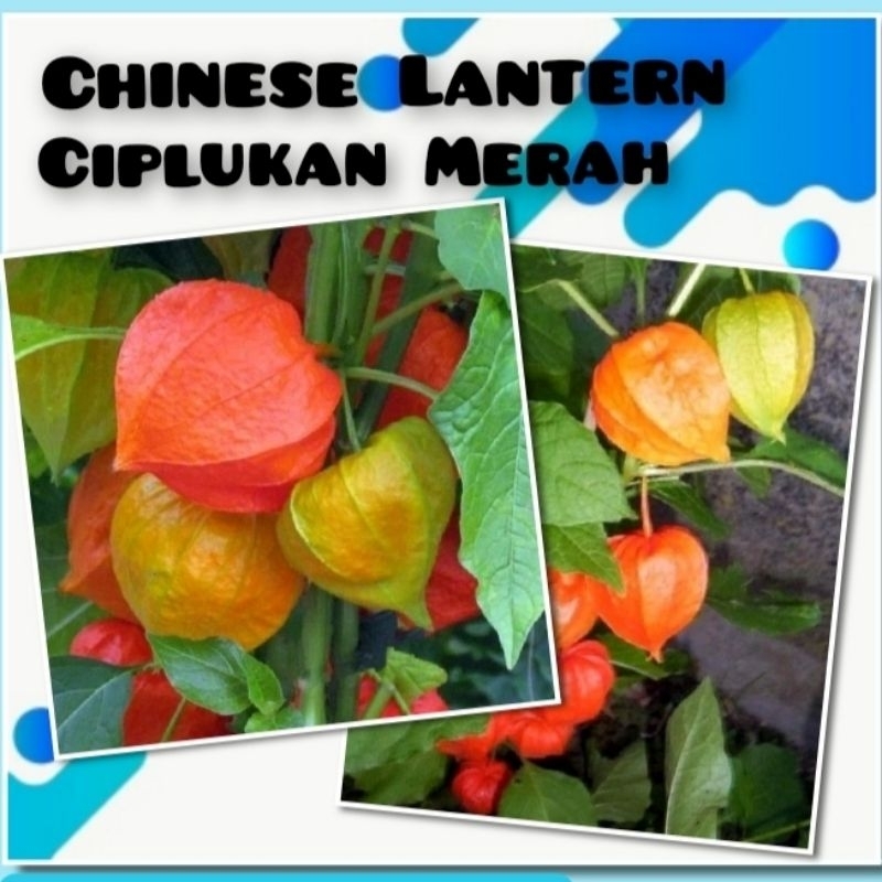 10 Benih Ciplukan Chinese Lantern Benih Ciplukan Merah
