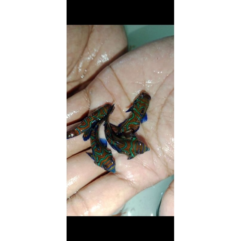 ikan hias Mandarin air laut