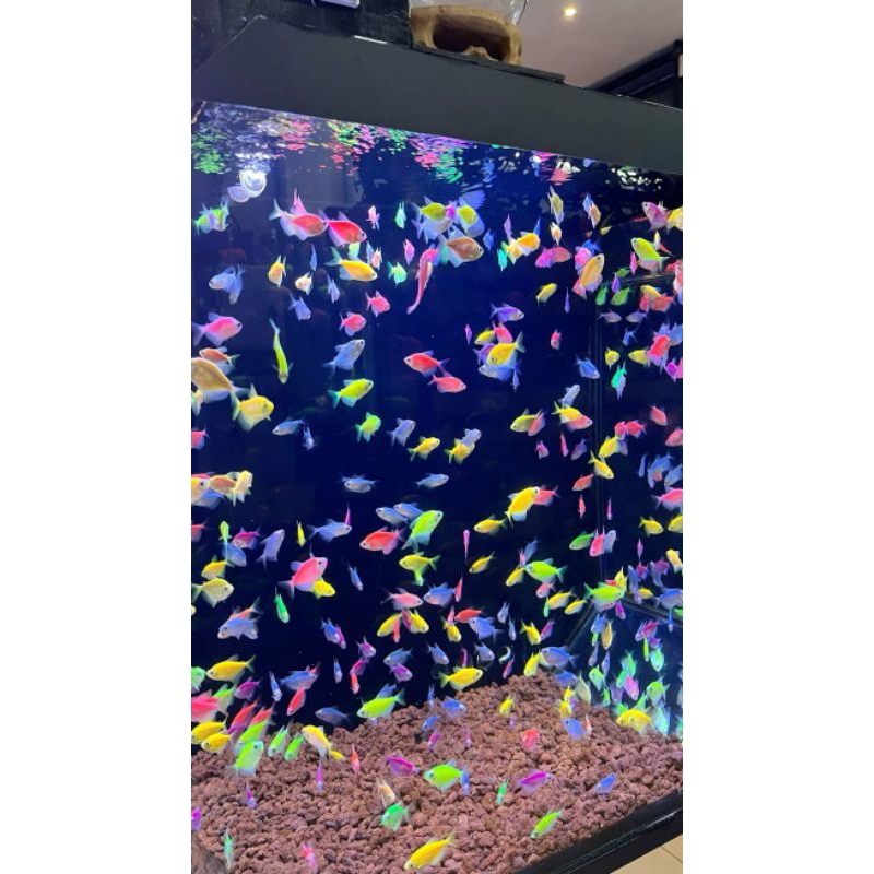 

GLOFISH TETRA WARNA CAMPUR