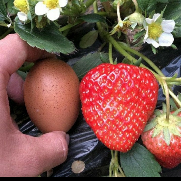 GRATIS ONGKIR - Bibit Tanaman Buah Strawberry Red Giant Jumbo Australia Asli - FREE ONGKIR SELURUH I