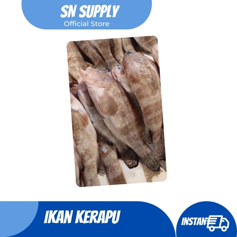 

ikan kerapu fresh (khusus bandung)