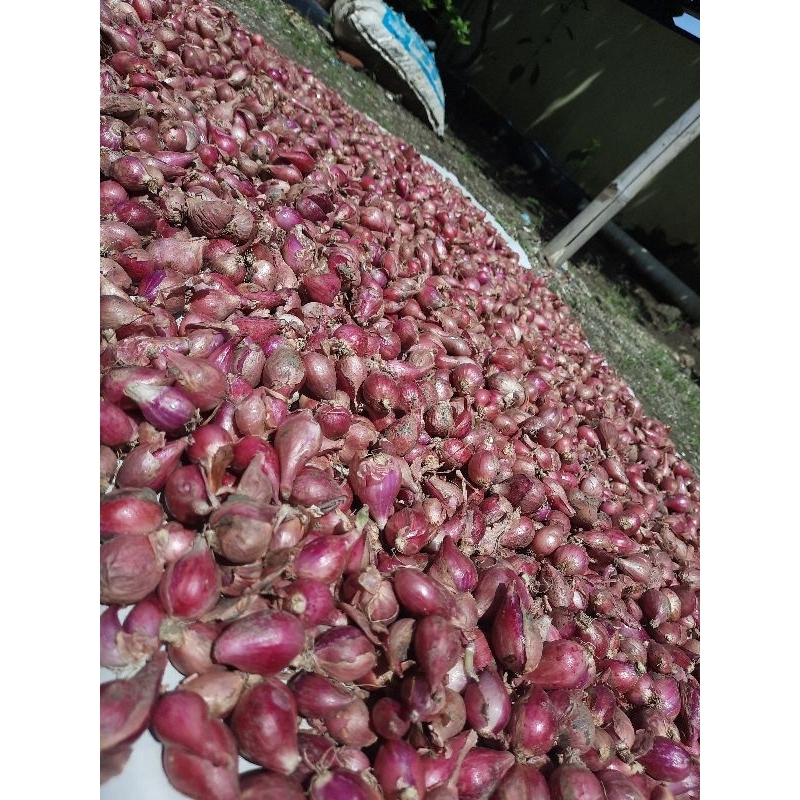 

BAWANG MERAH KERING ASLI BREBES ORIGINAL DARI PETANI