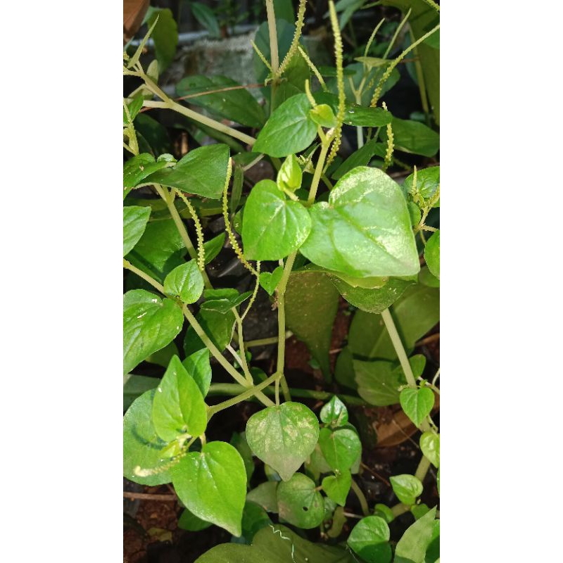 

daun sirih cina /ketumpang air