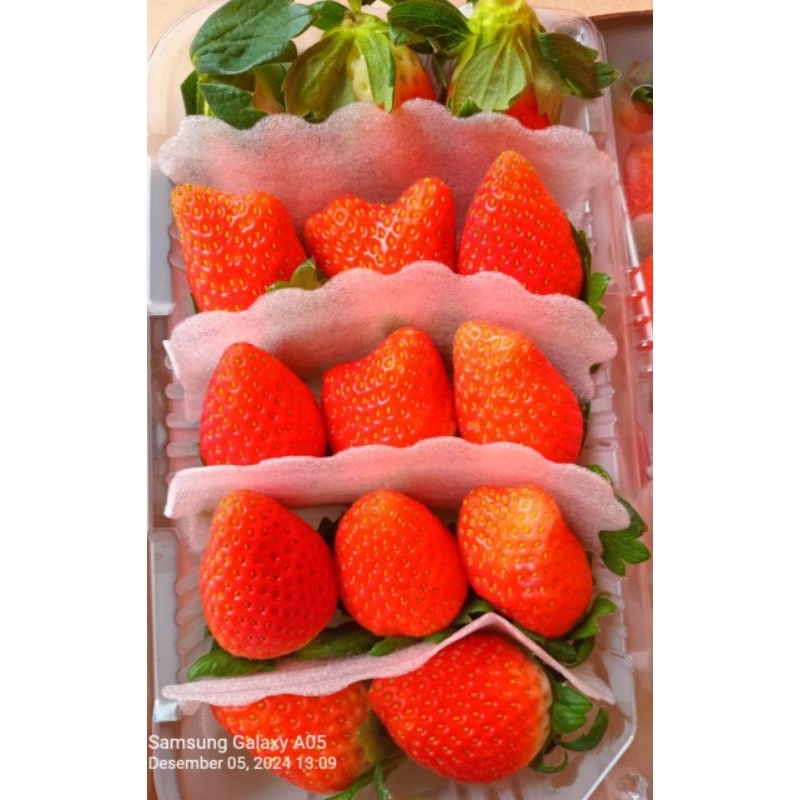 

STRAWBERY FRESH KOREA ASLI BERAT 330 GR