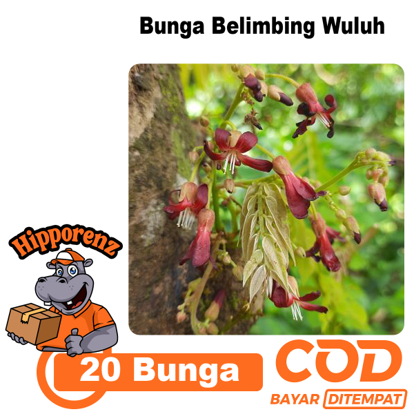 

Bunga Belimbing Wuluh 20 Pcs Segar Obat Herbal