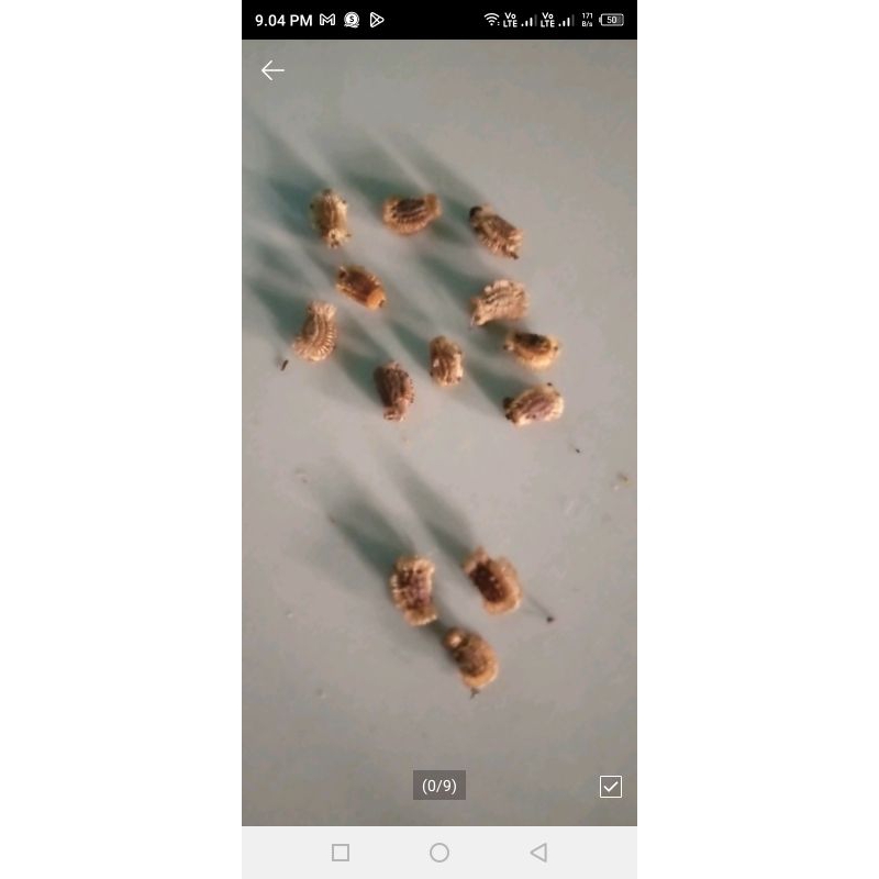 

telur belalang daun jambu 10 butir