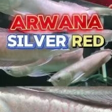 hiasan aquarium arwana silver red brazil 13-15cm