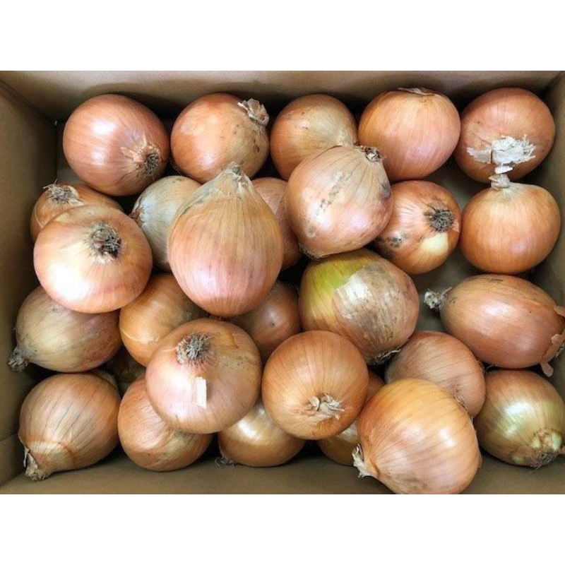 

Bawang Bombai