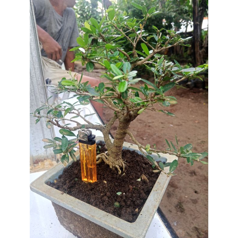 bonsai saeng simbur vietnam