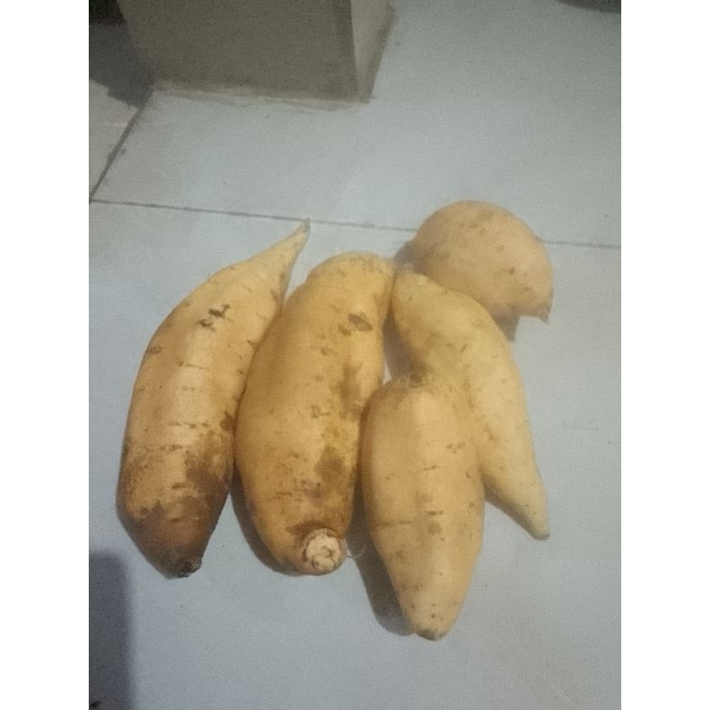 

umbi cilembu si madu dengan kualitas terbaik kak