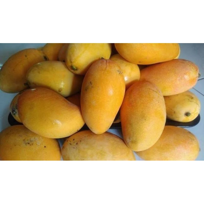 

ᴍᴀɴɢɢᴀ ᴘᴏᴅᴀɴɢ ᴀsʟɪ ɪɴᴅʀᴀᴍᴀʏᴜ 1ᴋɢ